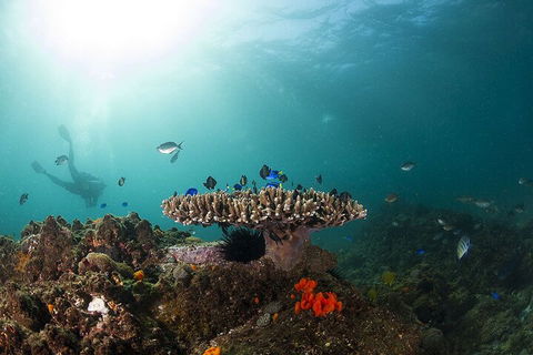 3-Hour Byron Bay Certified Scuba Diving Tour - Accommodation Bookings 4