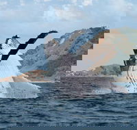 Byron Bay Whale Watching Cruise - Accommodation Bookings
