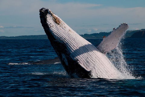 Byron Bay Whale Watching Cruise - Accommodation Bookings 5