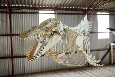 Albany's Whale Story - Accommodation Bookings 3