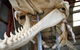 Albany's Whale Story - thumb 5