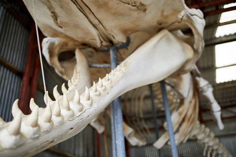 Albany's Whale Story - Accommodation Bookings 5