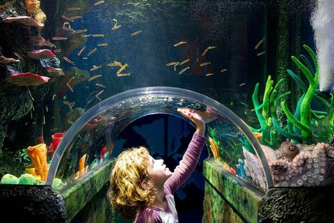 Melbourne BIG Ticket - LEGOLAND Discovery And SEA LIFE Melbourne - Accommodation Bookings 2