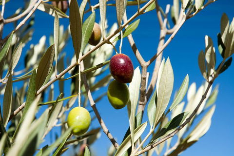 Fine Flavours - Full Day Kangaroo Island Food & Wine Tour - Accommodation Bookings 4
