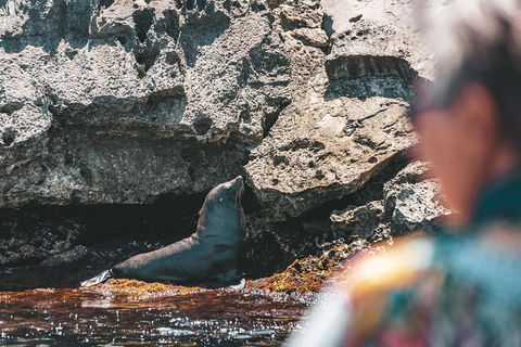 Adventure Rottnest Tour With Ferry & Adventure Cruise From Perth Or Fremantle - Accommodation Bookings 1