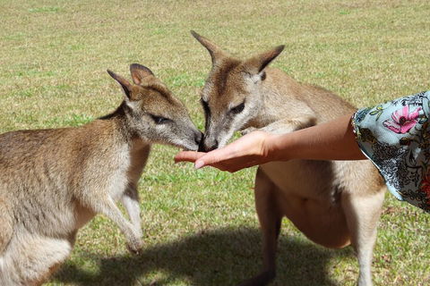 Kuranda Rainforestation & Kuranda Scenic Rail - Accommodation Bookings 4