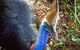 Virtual Interactive Australian Wildlife Tour With Private Guide-Wildlife Habitat - thumb 5