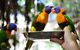 Wildlife Habitat Port Douglas - thumb 0