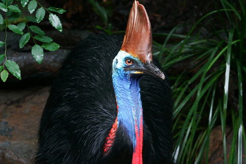 Wildlife Habitat Port Douglas - Accommodation Bookings 3