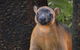 Wildlife Habitat Port Douglas - thumb 5