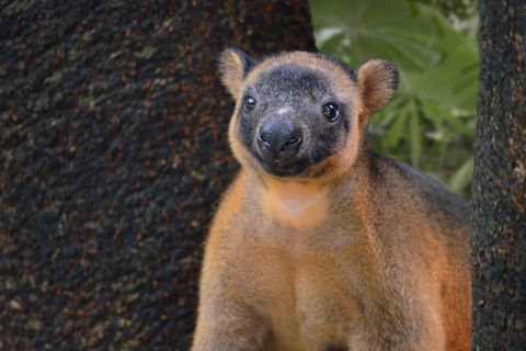 Wildlife Habitat Port Douglas - Accommodation Bookings 5