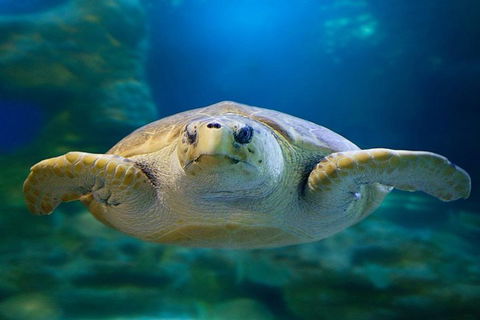 Glass Bottom Boat & Entry At AQWA - Accommodation Bookings 1