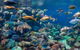 Glass Bottom Boat & Entry At AQWA - thumb 3