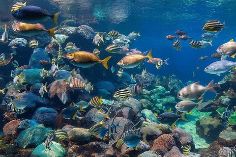 Glass Bottom Boat & Entry At AQWA - Accommodation Bookings 3