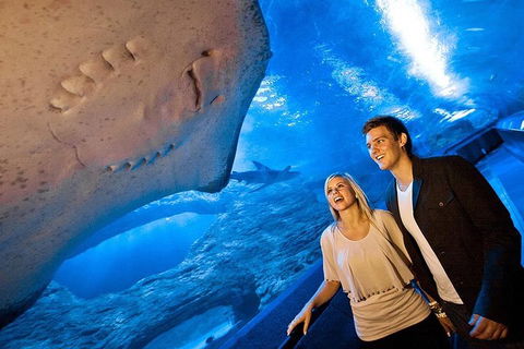 Dive With Sharks At AQWA - Accommodation Bookings 0