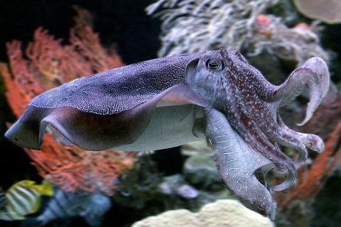 Dive With Sharks At AQWA - Accommodation Bookings 1