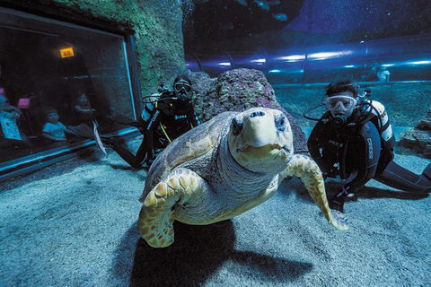 Dive With Sharks At AQWA - Accommodation Bookings 2