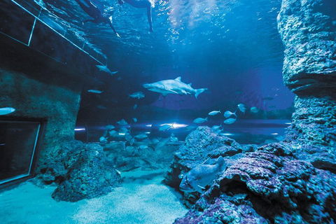 Dive With Sharks At AQWA - Accommodation Bookings 3
