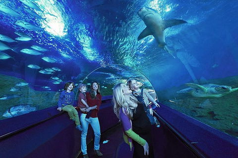 Dive With Sharks At AQWA - Accommodation Bookings 5