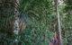Atherton Tablelands Rain Forest By Night From Cairns - thumb 0