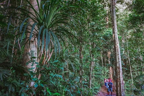 Atherton Tablelands Rain Forest By Night From Cairns - Accommodation Bookings 0