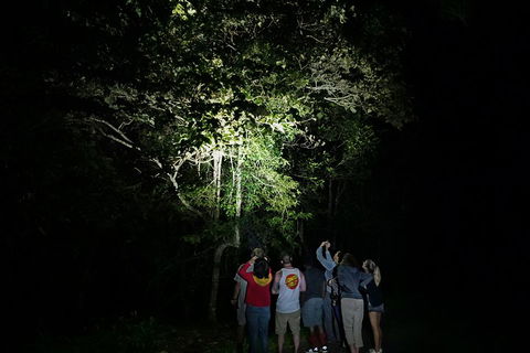 Atherton Tablelands Rain Forest By Night From Cairns - Accommodation Bookings 2