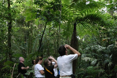 Atherton Tablelands Rain Forest By Night From Cairns - Accommodation Bookings 3
