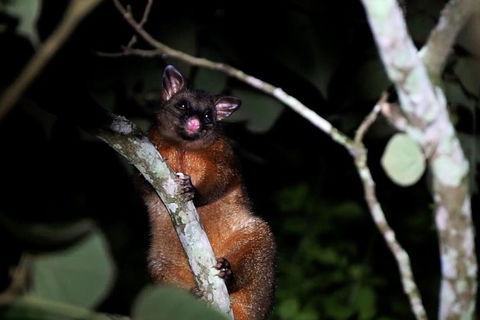 Atherton Tablelands Rain Forest By Night From Cairns - Accommodation Bookings 4