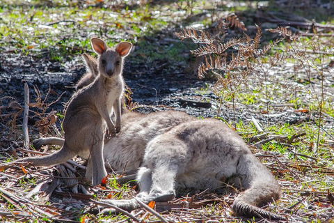 Adelaide To Melbourne 3-Day Trip Through Grampians And Great Ocean Road - Accommodation Bookings 5