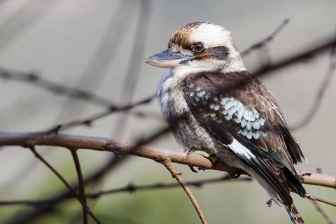 Great Ocean Road To Grampians 2 Day 1 Night Tour From Melbourne To Adelaide - Accommodation Bookings 4