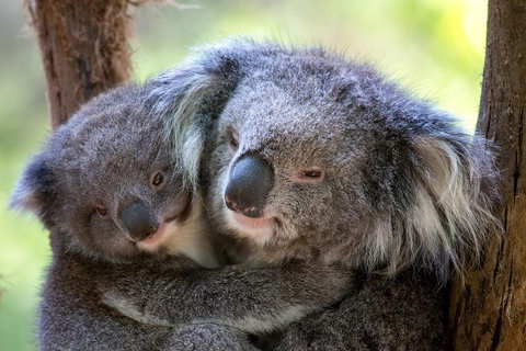 Healesville Sanctuary General Entry Ticket - Accommodation Bookings 0