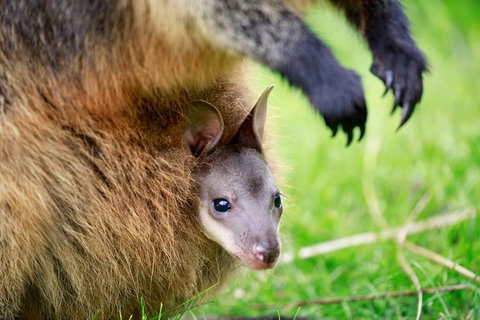 Healesville Sanctuary General Entry Ticket - Accommodation Bookings 2