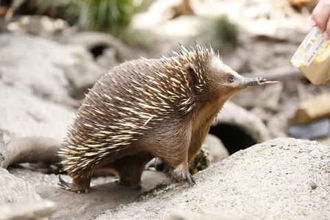 Healesville Sanctuary General Entry Ticket - Accommodation Bookings 4