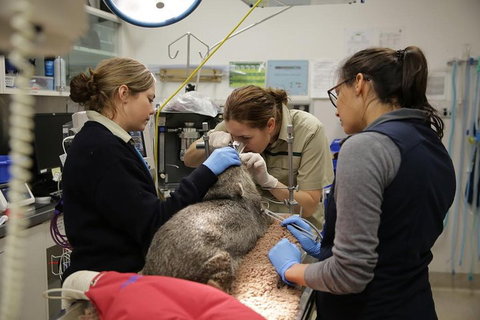 Healesville Sanctuary General Entry Ticket - Accommodation Bookings 5