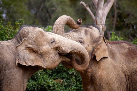 Melbourne Zoo General Entry Ticket - Accommodation Bookings 0