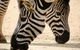 Melbourne Zoo General Entry Ticket - thumb 1