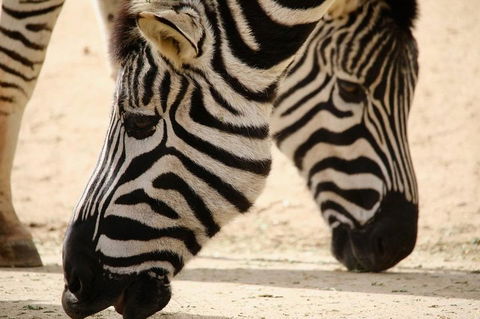 Melbourne Zoo General Entry Ticket - Accommodation Bookings 1