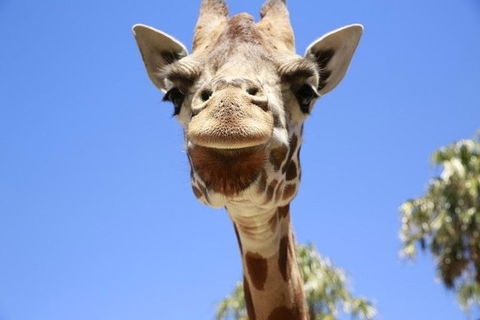 Melbourne Zoo General Entry Ticket - Accommodation Bookings 2