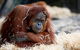 Melbourne Zoo General Entry Ticket - thumb 3