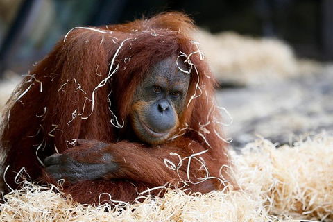Melbourne Zoo General Entry Ticket - Accommodation Bookings 3