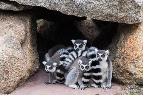 Melbourne Zoo General Entry Ticket - Accommodation Bookings 4