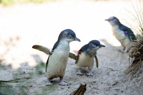 Melbourne Zoo General Entry Ticket - Accommodation Bookings 5