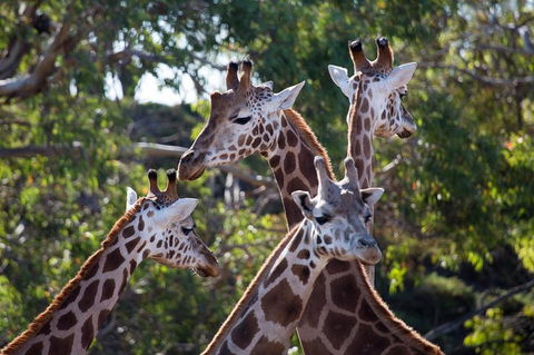 Werribee Open Range Zoo General Admission Ticket - Accommodation Bookings 0