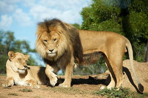 Werribee Open Range Zoo General Admission Ticket - Accommodation Bookings 1