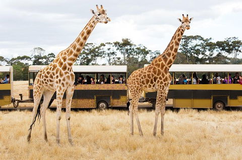 Werribee Open Range Zoo General Admission Ticket - Accommodation Bookings 2