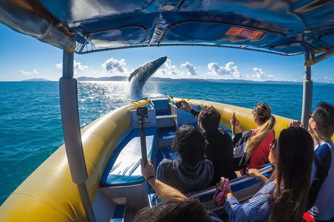 Ocean Rafting Tour To Whitehaven Beach, Hill Inlet Lookout & Top Snorkel Spots - Accommodation Bookings 4