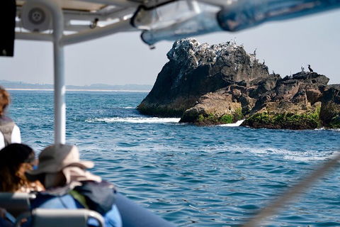Julian Rocks Byron Bay Cruise - Accommodation Bookings 2