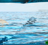 Cruise with Dolphins in Byron Bay - Accommodation Bookings