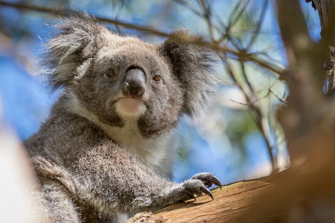 Phillip Island Penguin And Koala Highlights Day-Trip From Melbourne - Accommodation Bookings 2
