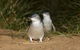Phillip Island Penguin And Koala Highlights Day-Trip From Melbourne - thumb 3